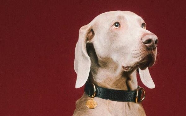 Heritage Pet Collar - Lux Studios