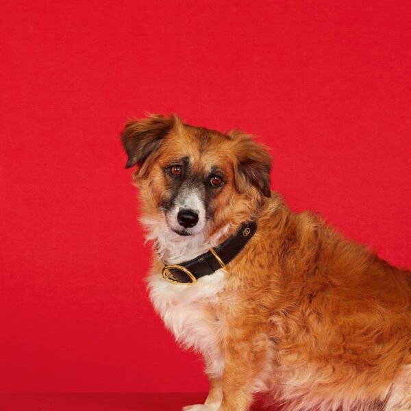 Heritage Pet Collar - Lux Studios